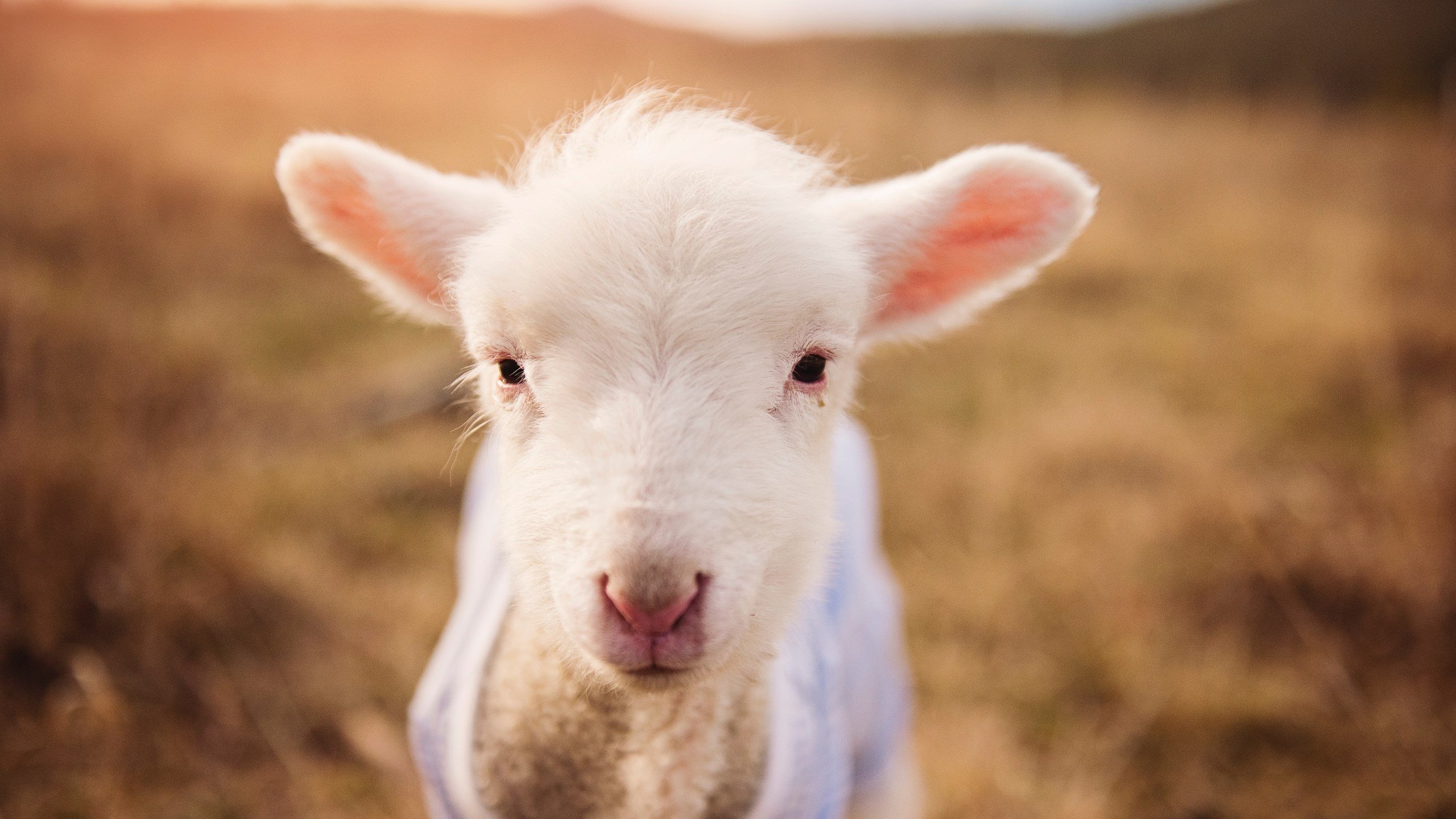 意甲明星球员场下品牌价值增长路径，2021意甲球星